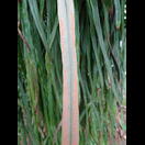 Die Sporenbehälter an der Unterseite der auf Bäumen wachsenden Farne